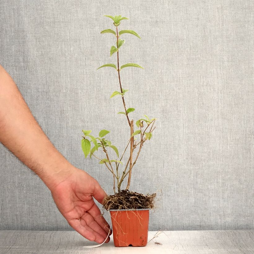 Amostra de Deutzia Mont Rose Vaso de 8/9 cm tal como entregue no verão