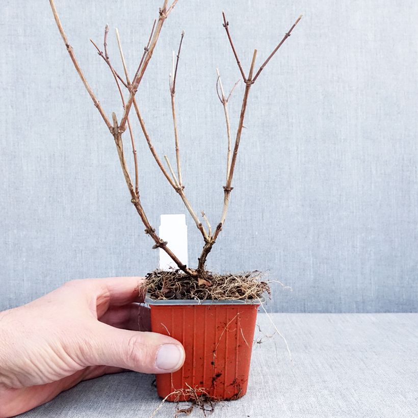 Amostra de Deutzia hybride Mont Rose - Deutzie Vaso de 8/9 cm tal como entregue no inverno