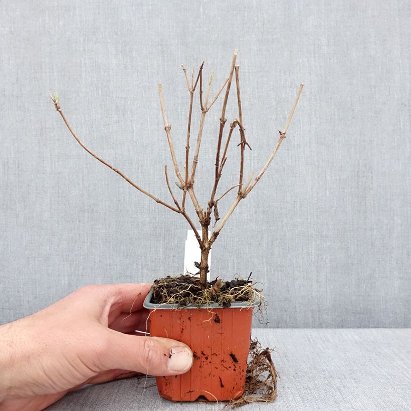 Amostra de Deutzia Mont Rose Vaso de 8/9 cm tal como entregue na primavera