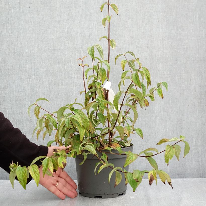 Amostra de Deutzia Mont Rose Vaso de 2 L/3 L tal como entregue no outono