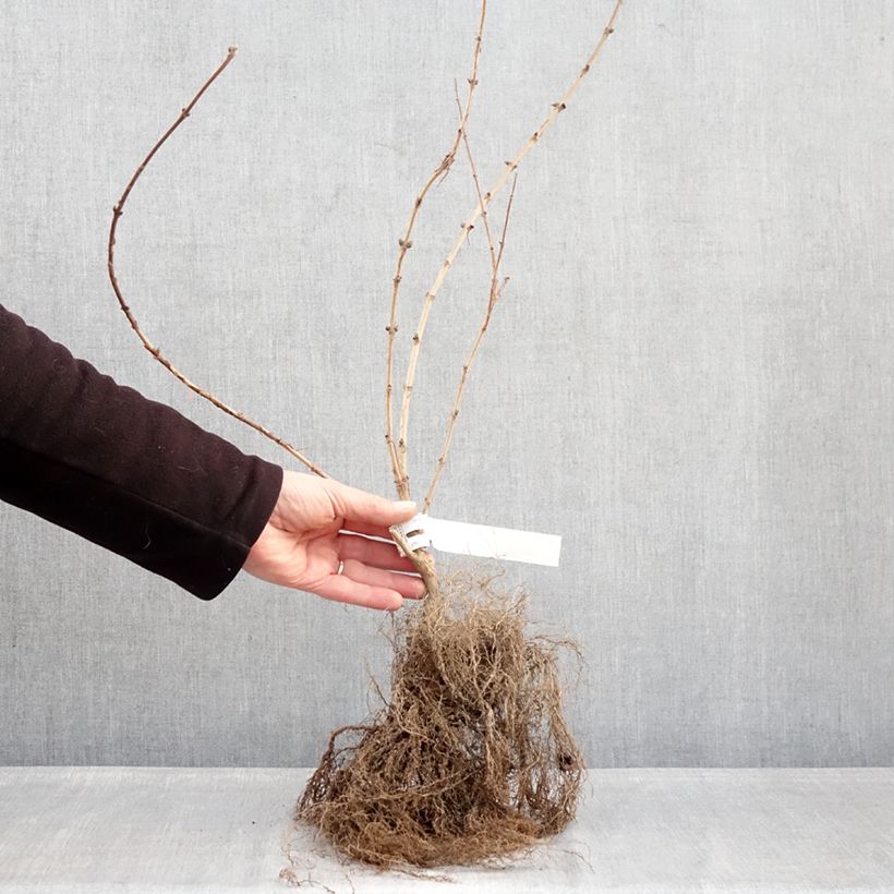 Amostra de Deutzia Mont Rose Raízes nuas tal como entregue no inverno