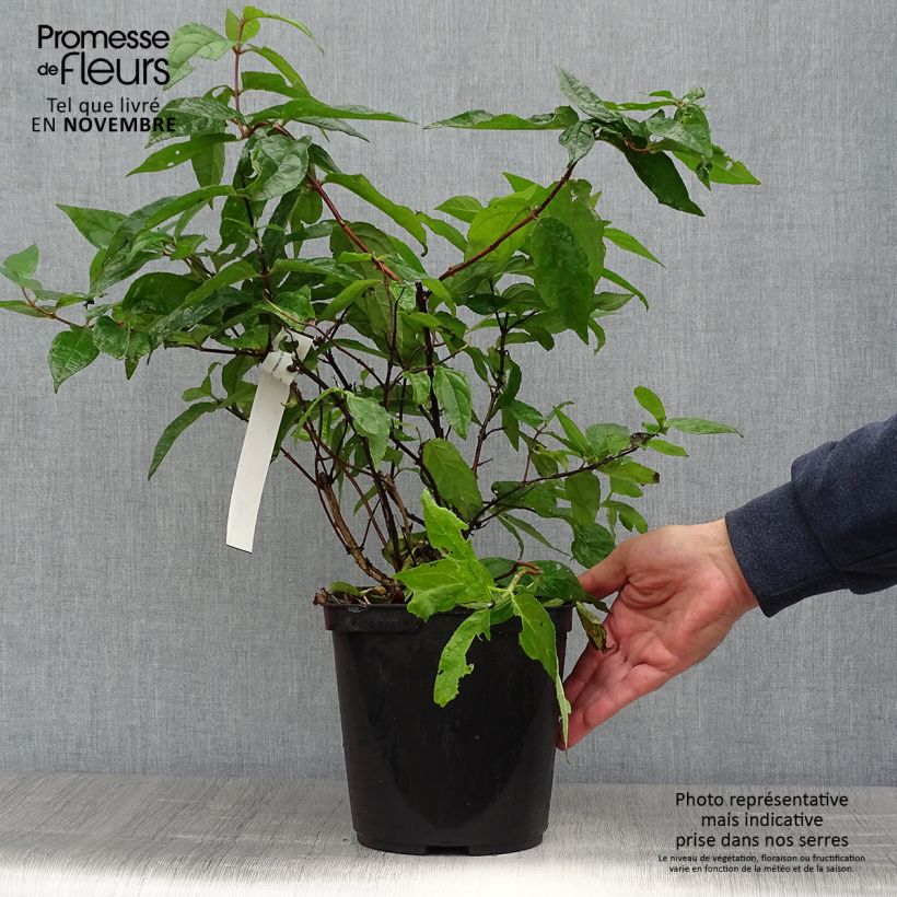 Amostra de Deutzia Raspberry Sundae Vaso de 3 L/4 L tal como entregue no outono