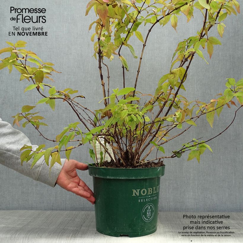Amostra de Deutzia Raspberry Sundae Vaso de 7,5 L/10 L tal como entregue no outono