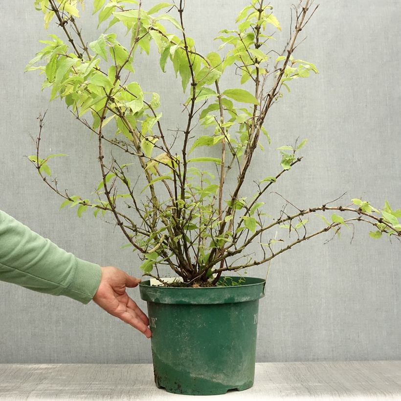 Amostra de Deutzia Raspberry Sundae Vaso de 7,5 L/10 L tal como entregue no verão