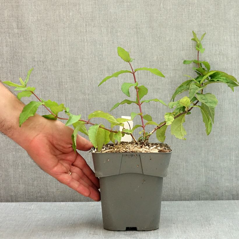 Amostra de Deutzia Raspberry Sundae Vaso de 2 L/3 L tal como entregue no verão