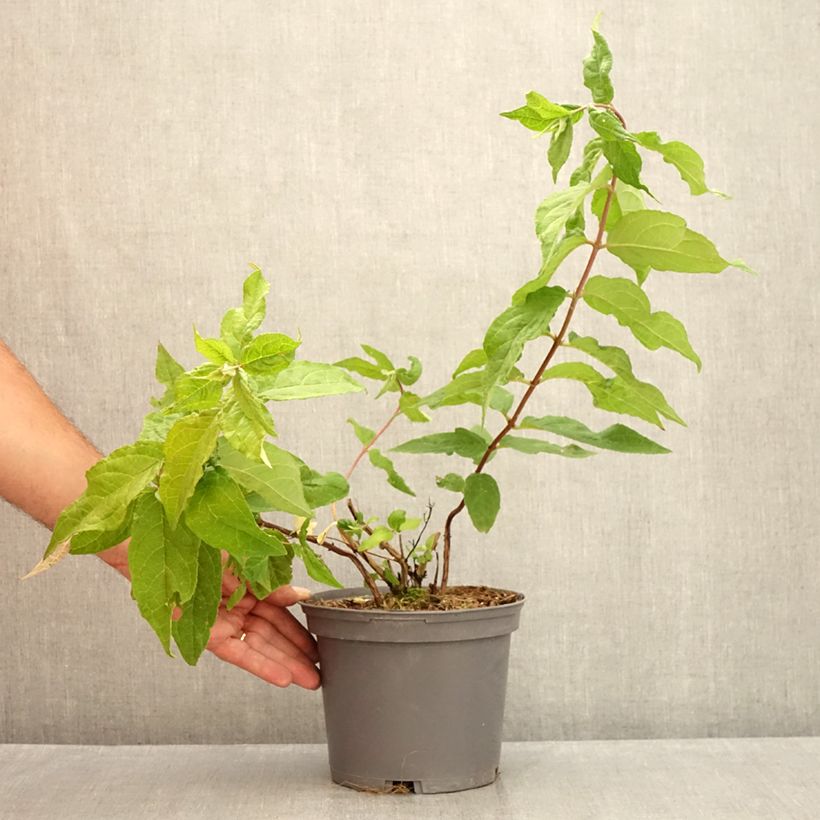 Amostra de Deutzia Raspberry Sundae Vaso de 3 L/4 L tal como entregue no verão