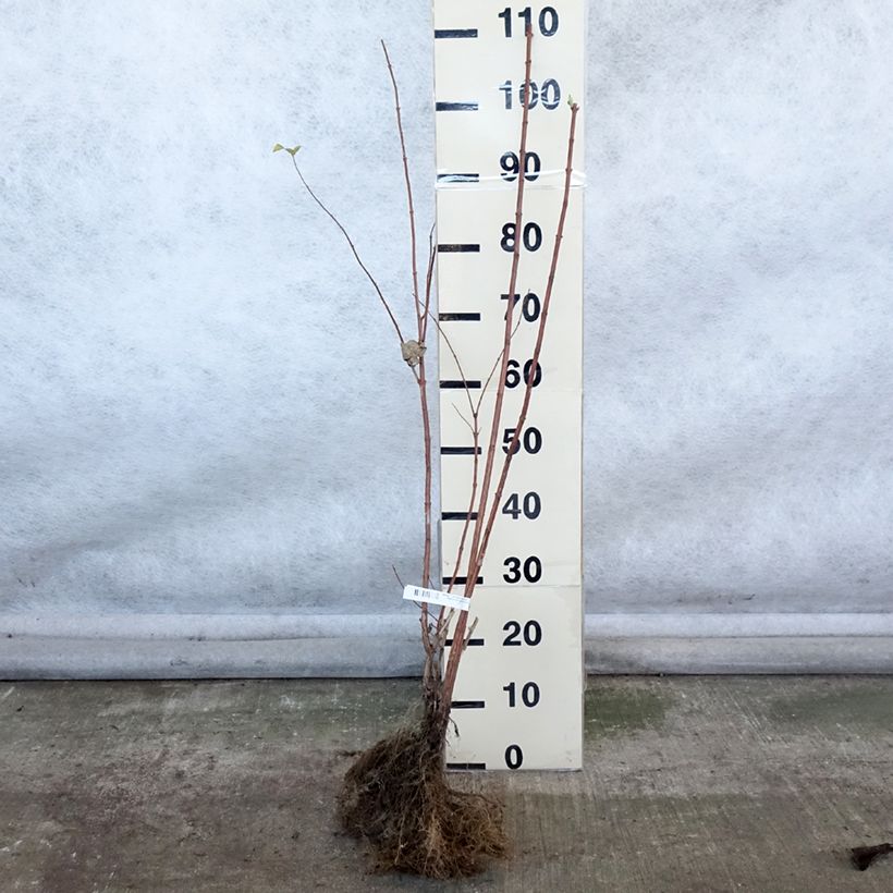 Amostra de Deutzia magnifica Raízes nuas tal como entregue no inverno