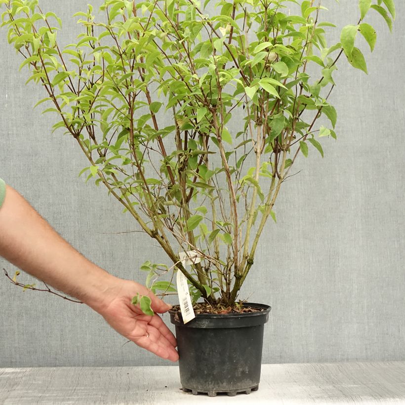 Amostra de Deutzia magnifica Vaso de 2 L/3 L tal como entregue no verão