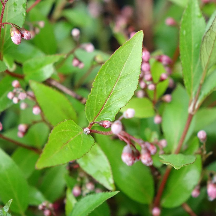 Deutzia gracilis Pink Carpet (Folhagem)