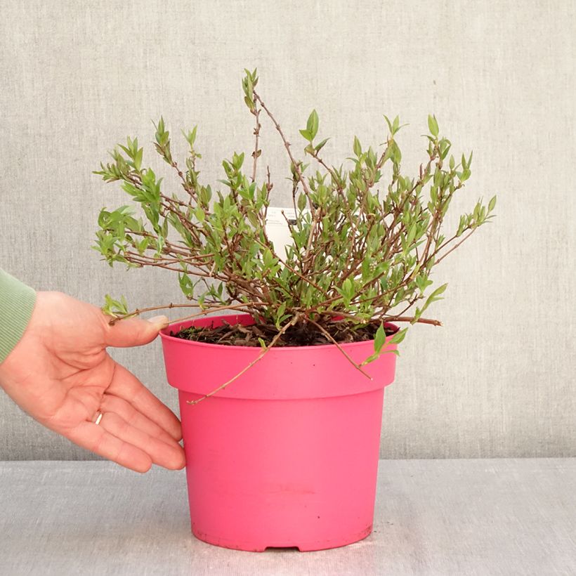 Amostra de Deutzia gracilis Pink Carpet Vaso de 3 L/4 L tal como entregue no inverno