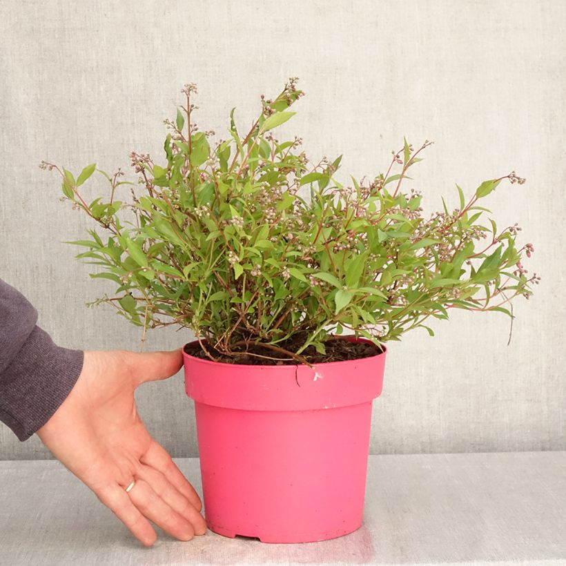 Amostra de Deutzia gracilis Pink Carpet Vaso de 3 L/4 L tal como entregue na primavera