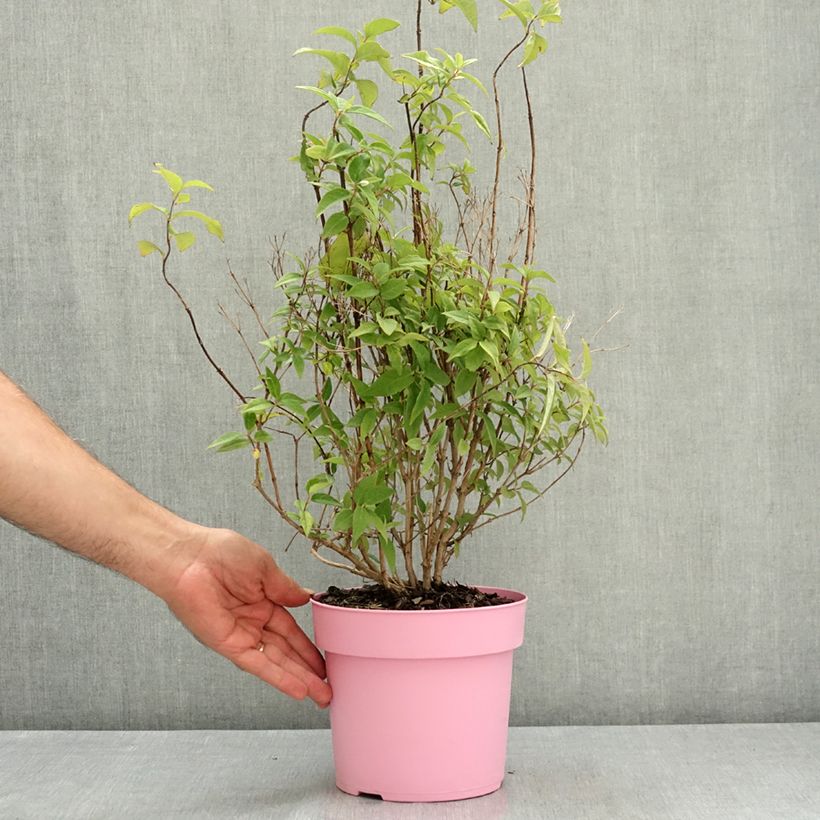 Amostra de Deutzia gracilis Pink Cloud Vaso de 3 L/4 L tal como entregue no verão