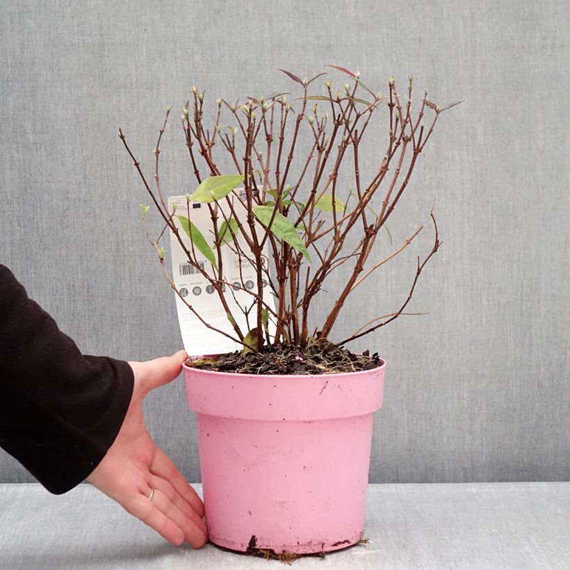 Amostra de Deutzia gracilis Pink Cloud Vaso de 3 L/4 L tal como entregue no inverno