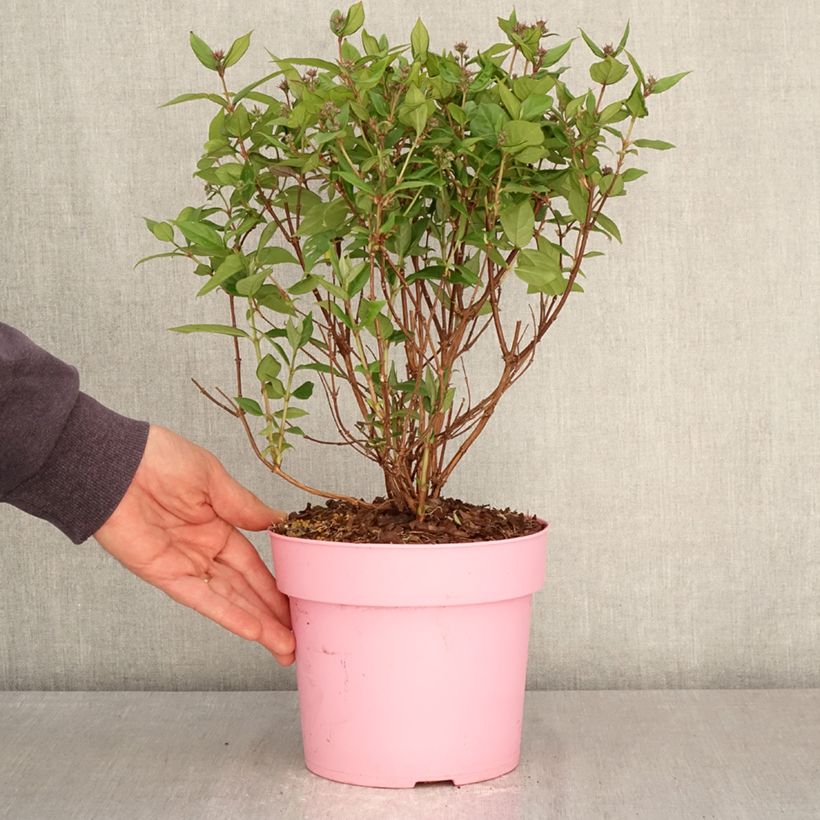 Amostra de Deutzia gracilis Pink Cloud Vaso de 3 L/4 L tal como entregue na primavera