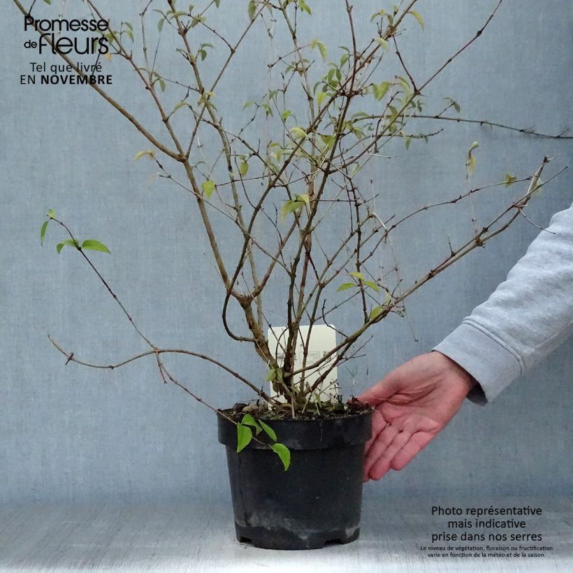 Amostra de Deutzia monbeigii Vaso de 2 L/3 L tal como entregue no outono