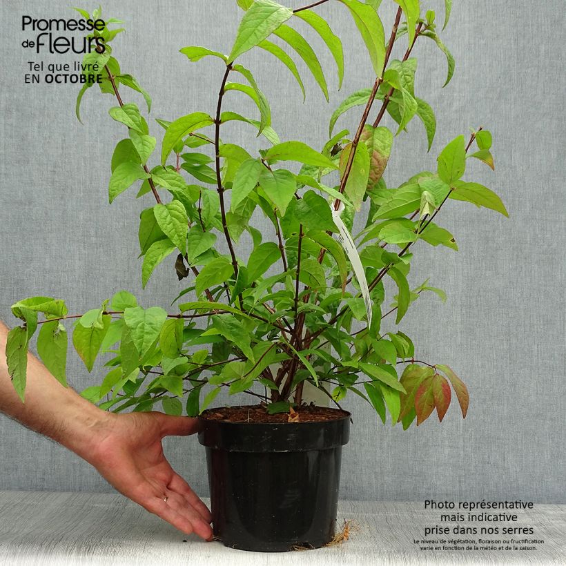 Amostra de Deutzia discolor × longifolia Perle Rose Vaso de 3 L/4 L tal como entregue no outono