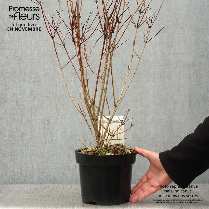 Amostra de Deutzia pulchra Vaso de 2 L/3 L tal como entregue no outono