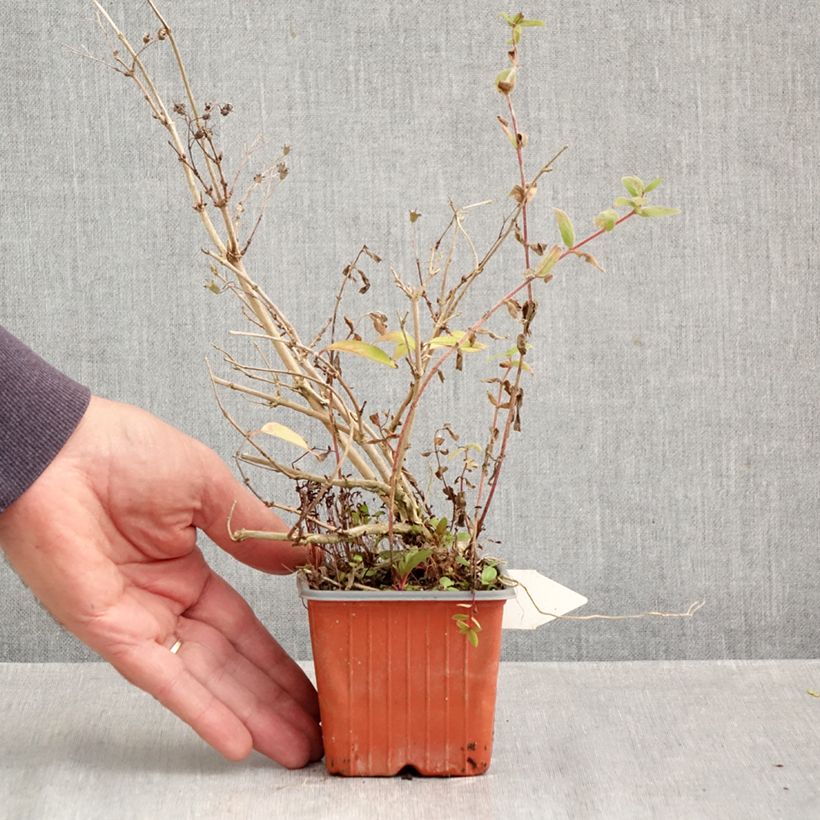 Amostra de Deutzia purpurascens Kalmiiflora Vaso de 8/9 cm tal como entregue no outono