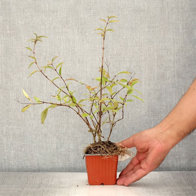 Amostra de Deutzia purpurascens Kalmiiflora Vaso de 8/9 cm tal como entregue no verão