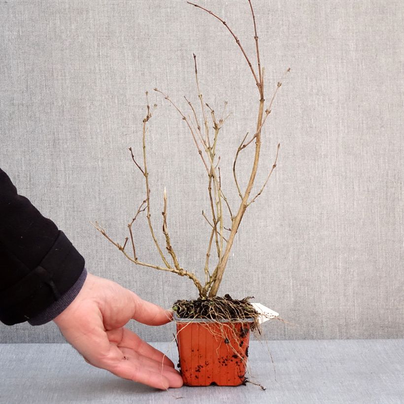 Amostra de Deutzia purpurascens Kalmiiflora - Deutzie Vaso de 8/9 cm tal como entregue no inverno