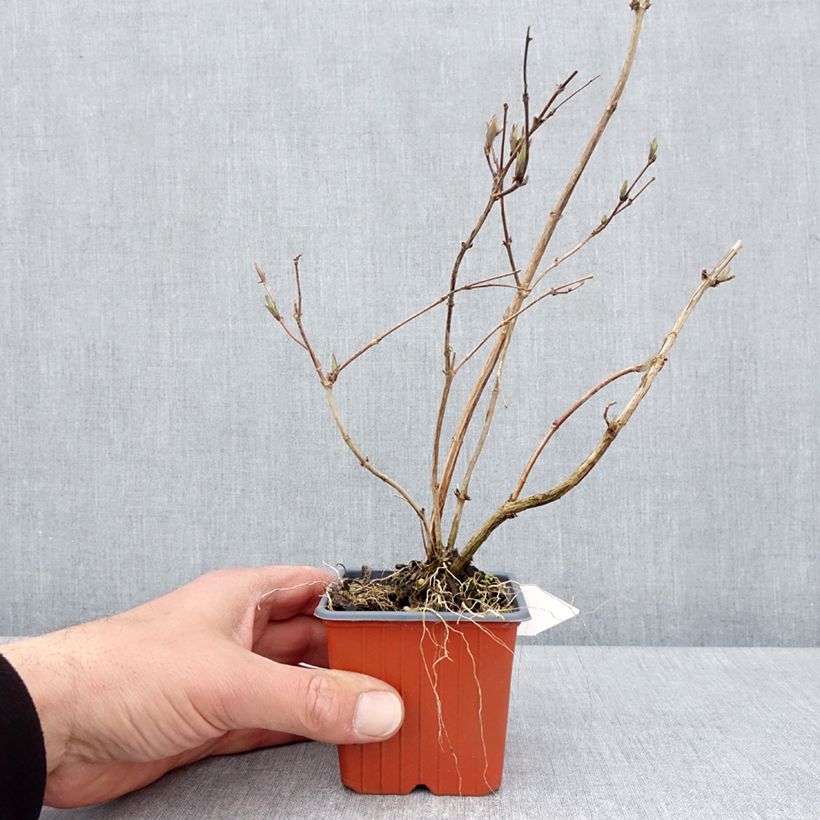 Amostra de Deutzia purpurascens Kalmiiflora Vaso de 8/9 cm tal como entregue na primavera