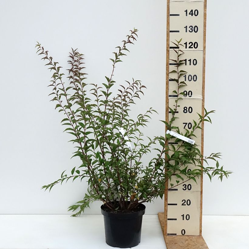 Amostra de Deutzia purpurascens Kalmiiflora Vaso de 7,5 L/10 L tal como entregue no outono