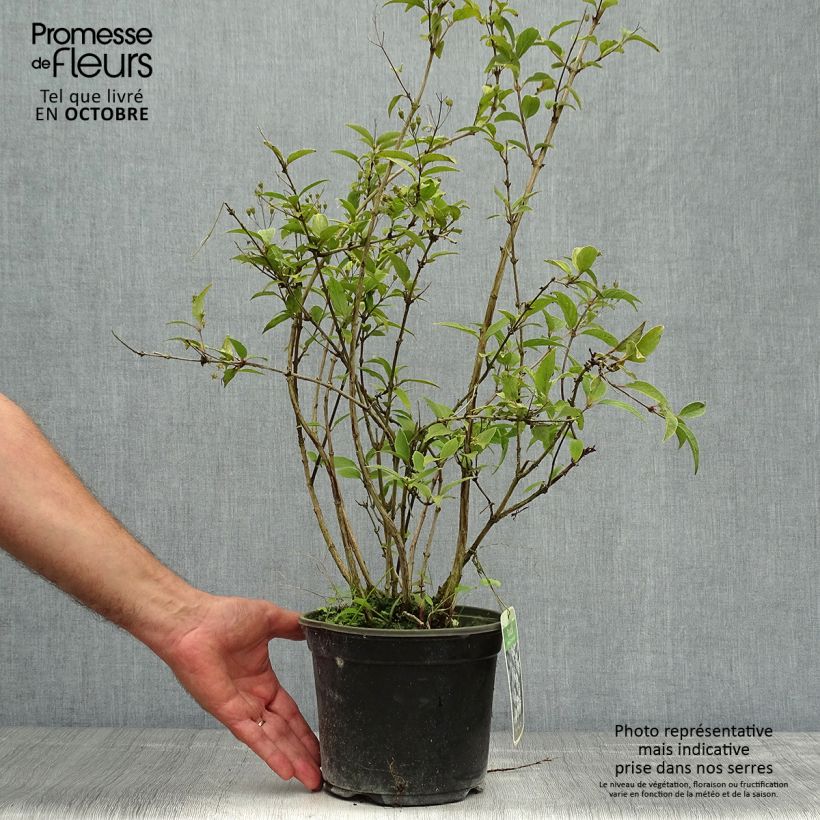 Amostra de Deutzia rosea Campanulata Vaso de 2 L/3 L tal como entregue no outono