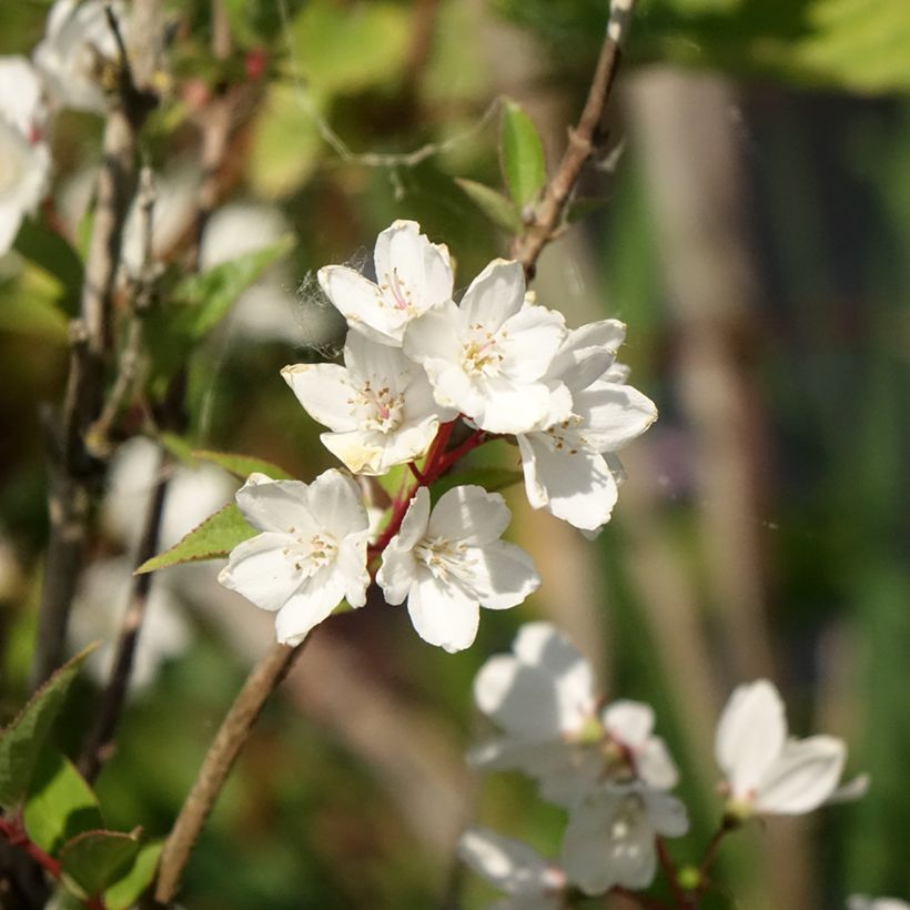 Deutzia rosea Campanulata (Floração)