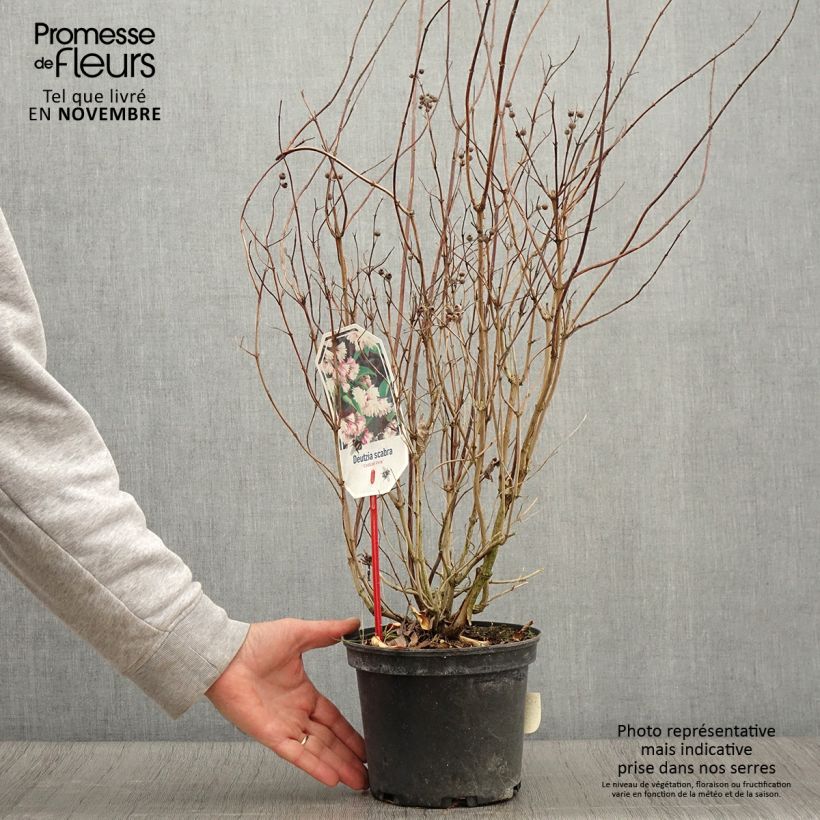 Amostra de Deutzia scabra Codsall Pink Vaso de 2 L/3 L tal como entregue no outono
