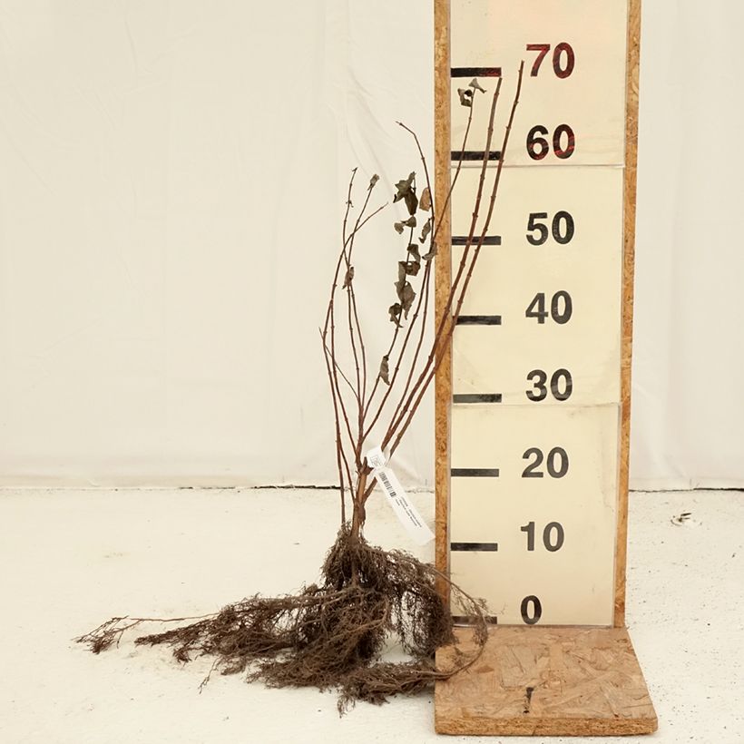 Amostra de Deutzia scabra - Deutzie rude Raízes nuas tal como entregue no inverno