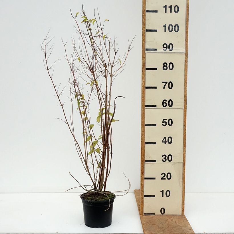 Amostra de Deutzia scabra Plena Vaso de 2 L/3 L tal como entregue no outono