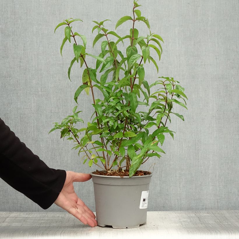 Amostra de Deutzia scabra Punctata - Deutzie Pot de 2L/3L tal como entregue no outono