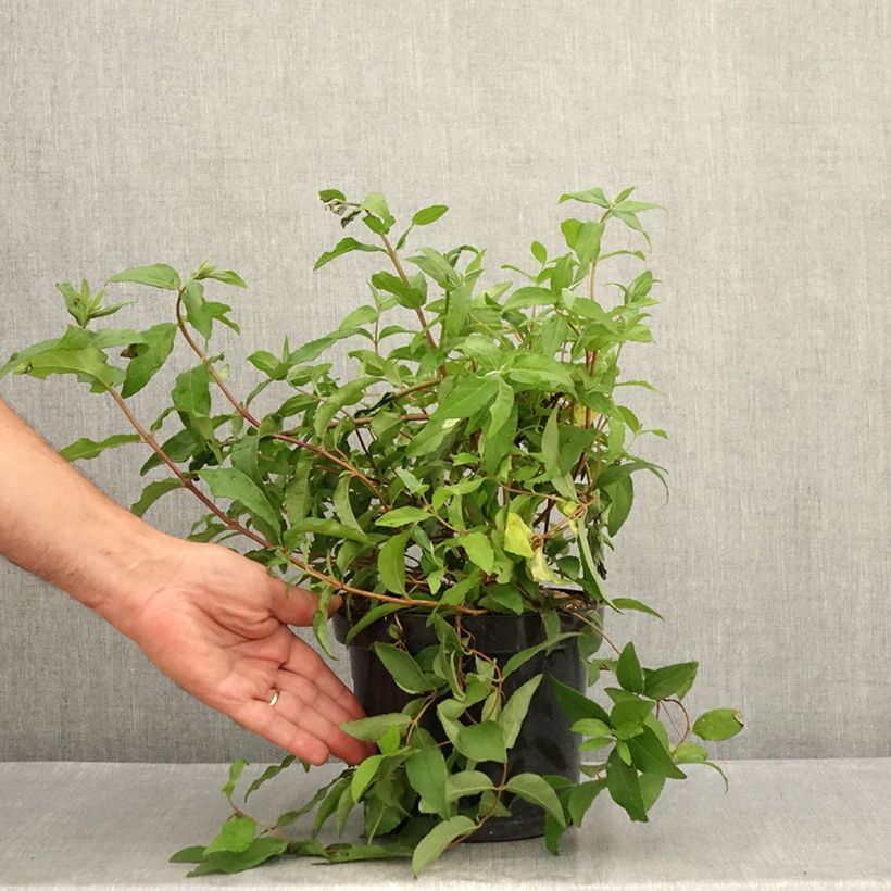 Amostra de Deutzia scabra Punctata Vaso de 2 L/3 L tal como entregue no verão