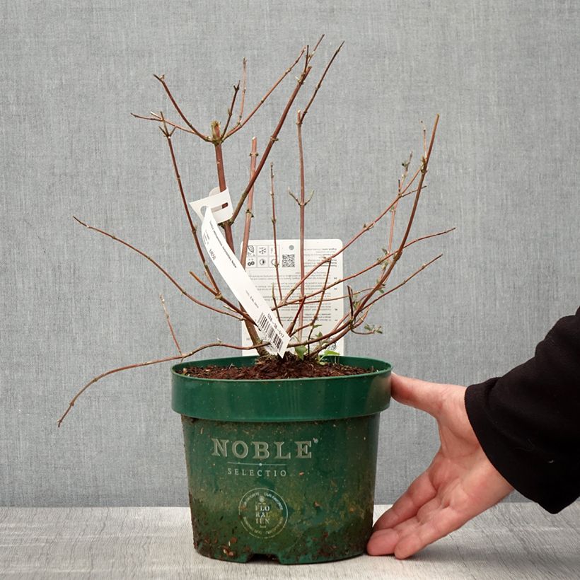 Amostra de Deutzia setchuenensis var. corymbiflora Vaso de 2 L/3 L tal como entregue na primavera