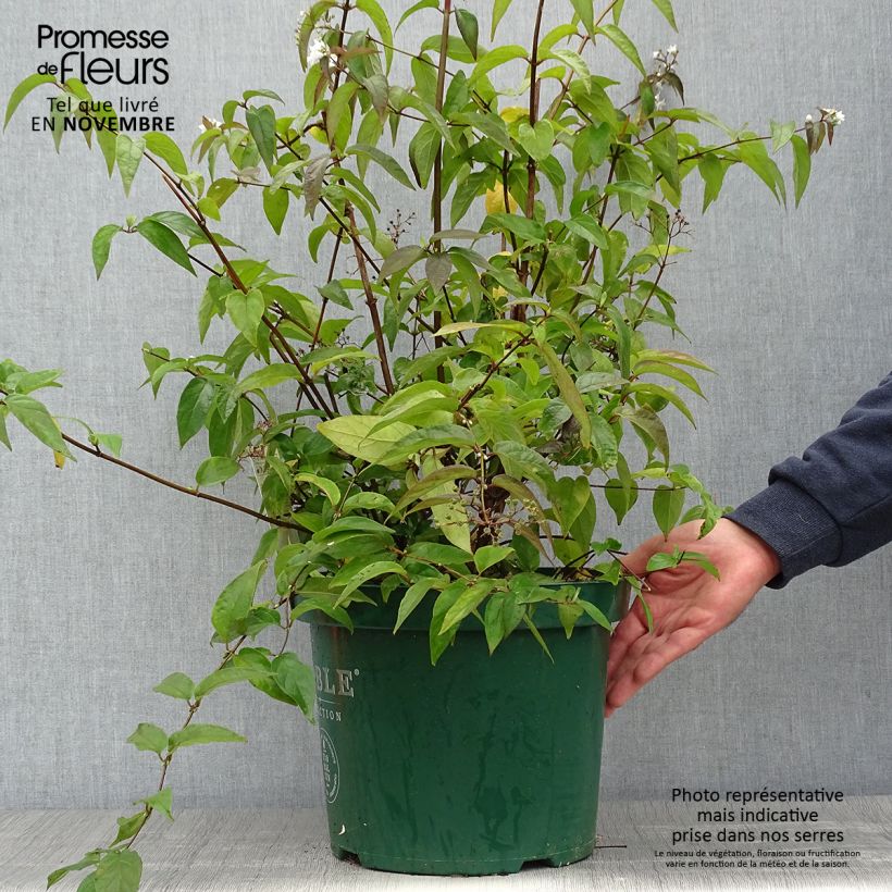 Amostra de Deutzia setchuenensis var. corymbiflora Vaso de 7,5 L/10 L tal como entregue no outono