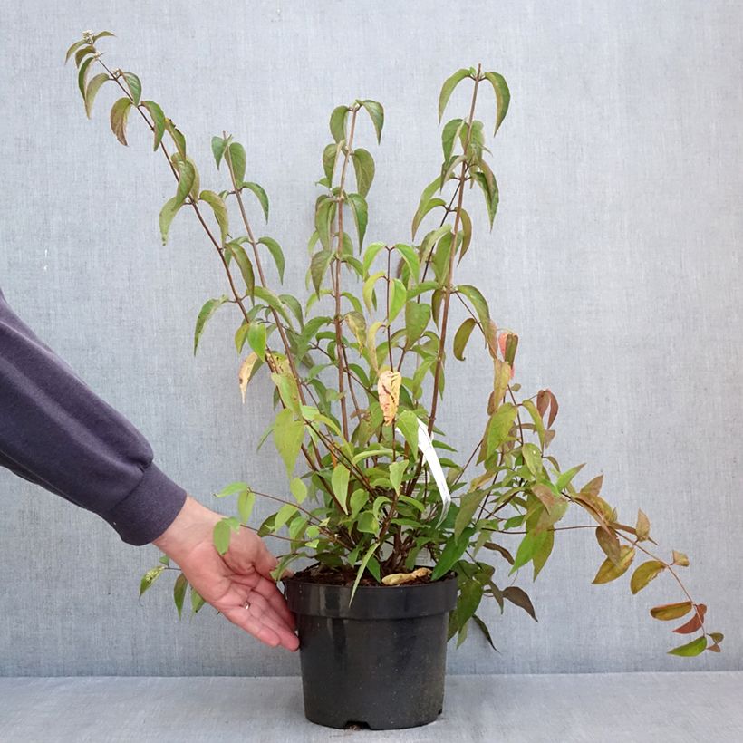 Amostra de Deutzia setchuenensis var. corymbiflora Vaso de 2 L/3 L tal como entregue no outono