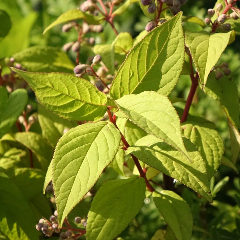Deutzia magnifica Tourbillon Rouge (Folhagem)