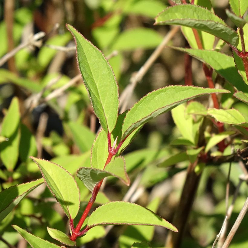 Deutzia × lemoinei (Folhagem)