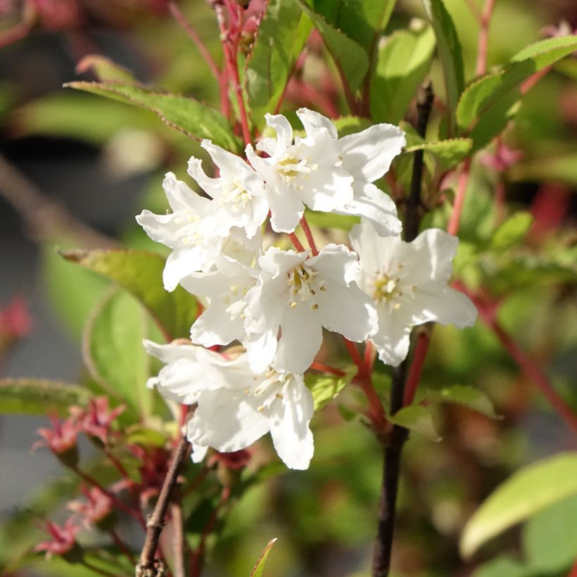 Deutzia × lemoinei (Floração)
