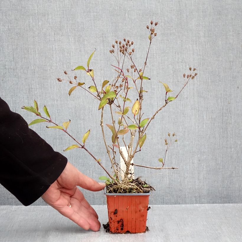 Amostra de Deutzia × lemoinei Vaso de 8/9 cm tal como entregue no outono