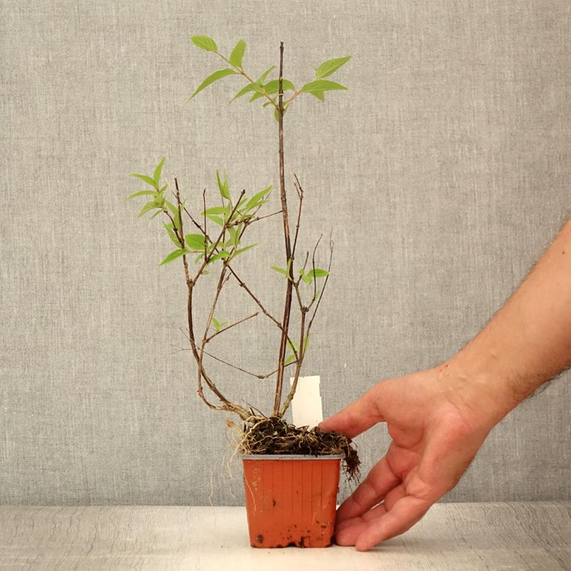 Amostra de Deutzia × lemoinei Vaso de 8/9 cm tal como entregue no verão
