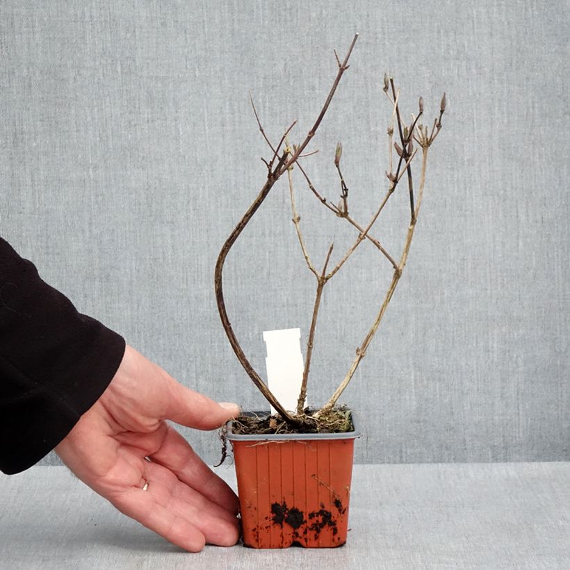 Amostra de Deutzia × lemoinei Vaso de 8/9 cm tal como entregue na primavera