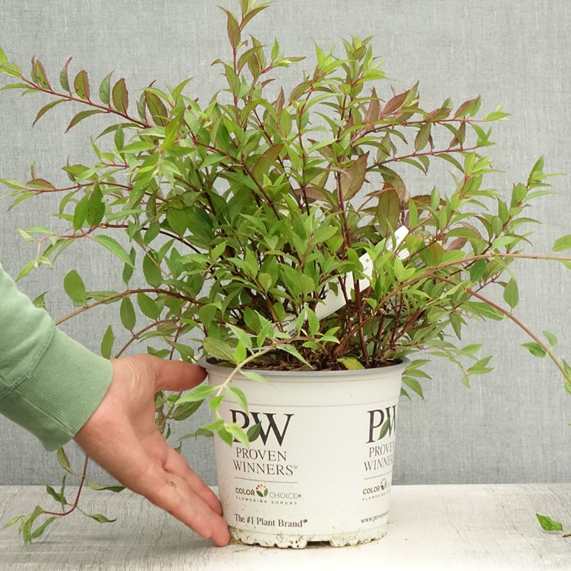 Amostra de Deutzia Yuki Cherry Blossom Vaso de 2 L/3 L tal como entregue no verão