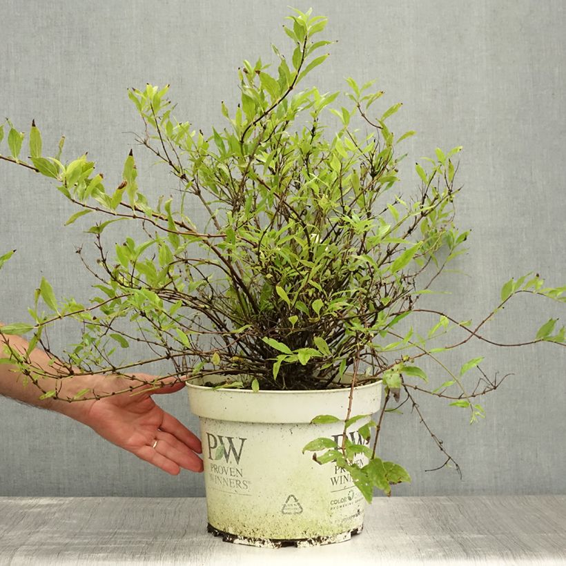 Amostra de Deutzia Yuki Snowflake Vaso de 7,5 L/10 L tal como entregue no verão