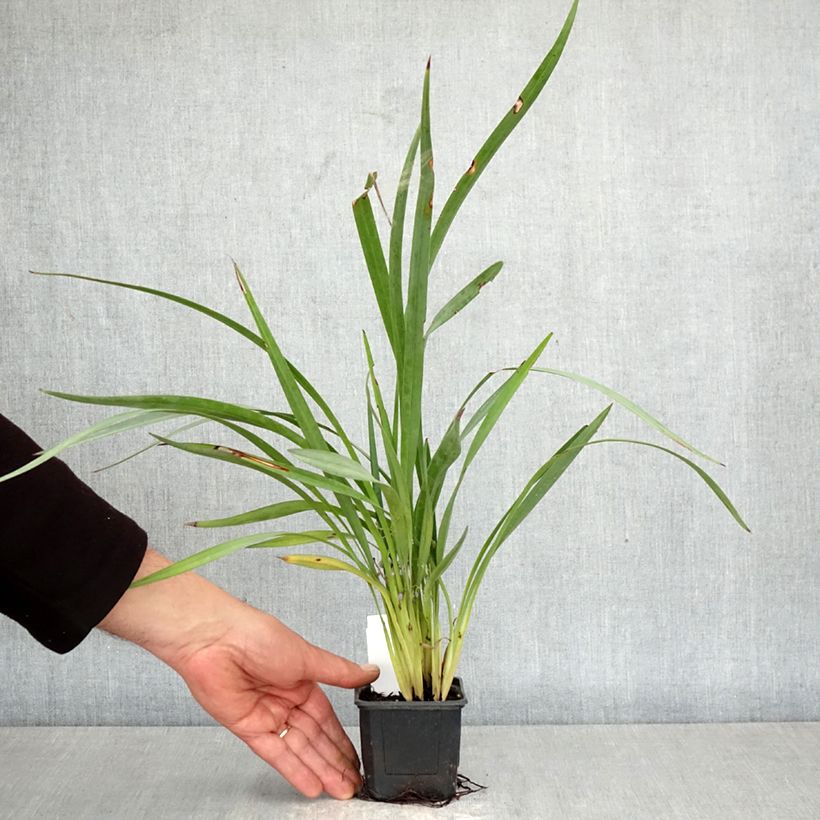 Amostra de Dianella caerulea Cassa Blue Vaso de 8/9 cm tal como entregue na primavera