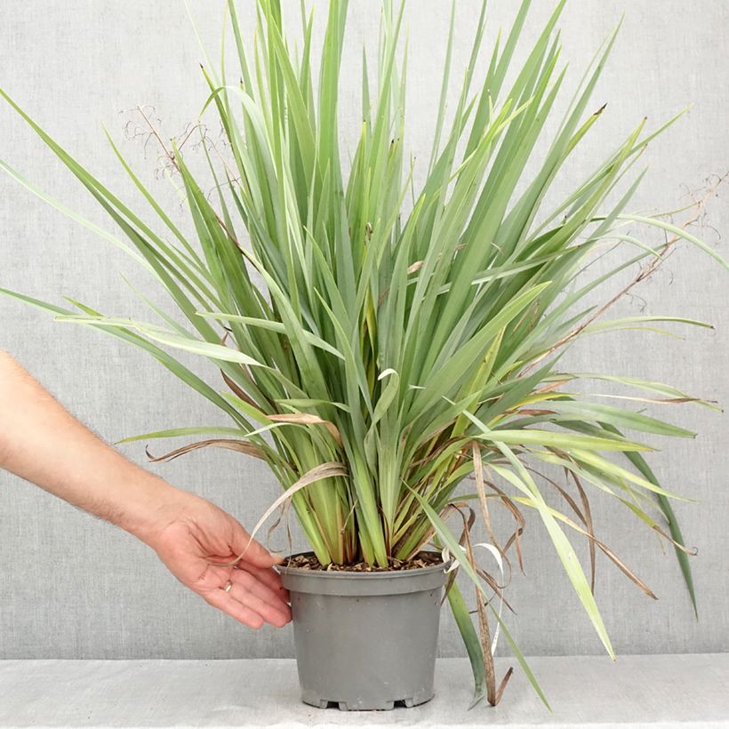 Amostra de Dianella caerulea Cassa Blue Vaso de 2 L/3 L tal como entregue no verão