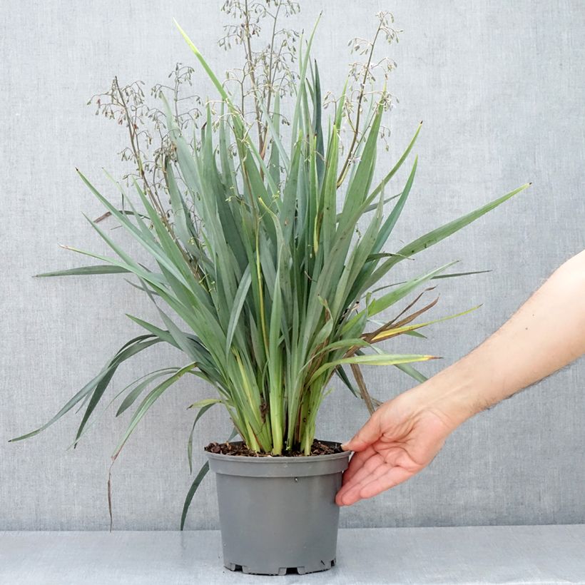 Amostra de Dianella caerulea Cassa Blue Vaso de 2 L/3 L tal como entregue na primavera