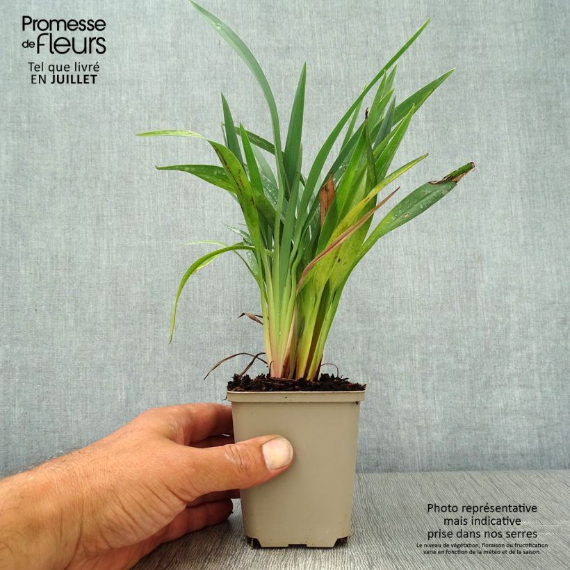 Amostra de Dianella revoluta Blue Stream Vaso de 8/9 cm tal como entregue no verão