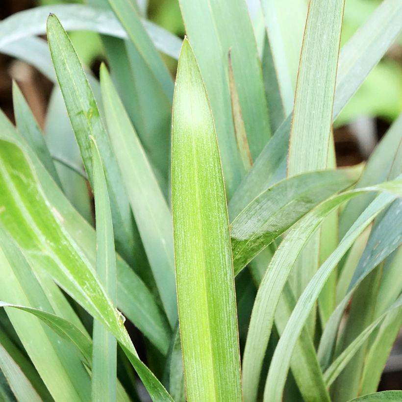 Dianella revoluta Blue Stream (Folhagem)