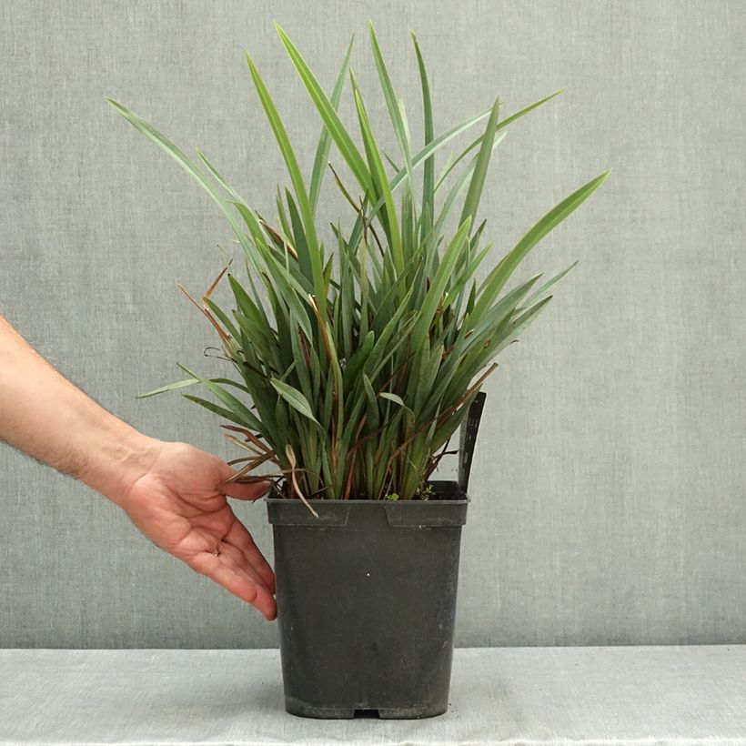 Amostra de Dianella revoluta Blue Stream Vaso de 3 L/4 L tal como entregue no verão